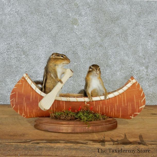 Novelty Canoeing Chipmunks #12941 For Sale @ The Taxidermy Store
