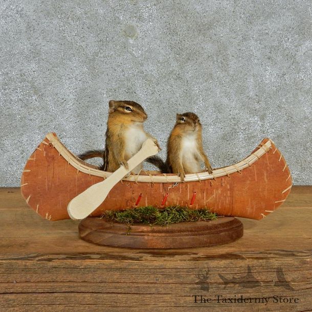 Novelty Canoeing Chipmunks #12942 For Sale @ The Taxidermy Store