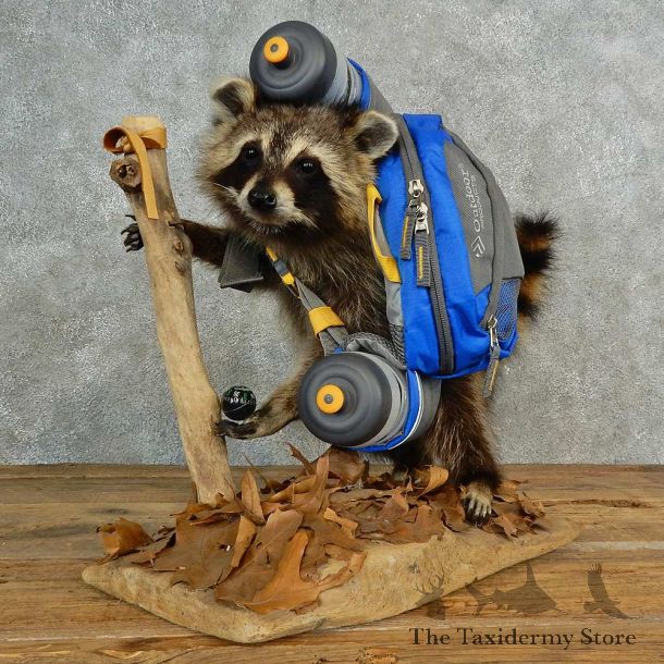 Novelty Raccoon Life-Size Mount For Sale #16990 @ The Taxidermy Store