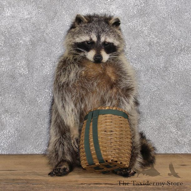 Novelty Raccoon Mount with Basket #12391 For Sale @ The Taxidermy Store