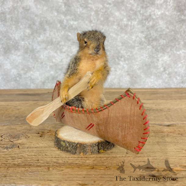 Novelty Baby Fox Squirrel Mount For Sale #28573 @ The Taxidermy Store