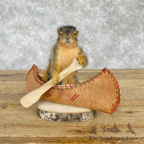 Novelty Baby Fox Squirrel Mount For Sale #28585 @ The Taxidermy Store