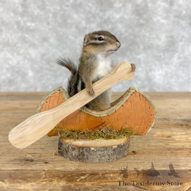 Novelty Chipmunk Mount For Sale #28639 - The Taxidermy Store