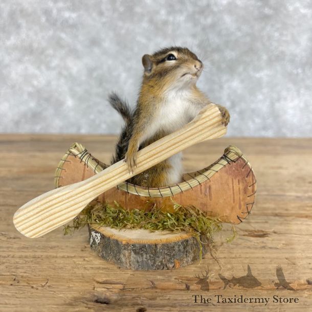 Novelty Chipmunk Mount For Sale #28640 - The Taxidermy Store