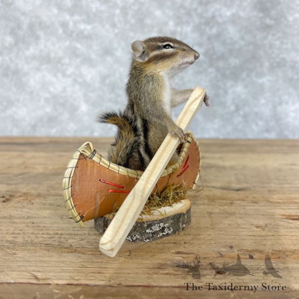 Novelty Chipmunk Mount For Sale #28643 - The Taxidermy Store