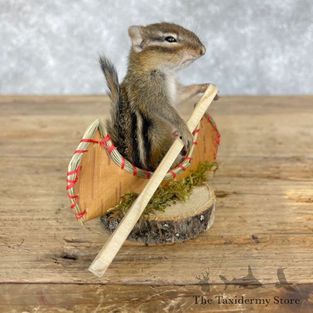 Novelty Chipmunk Mount For Sale #28645 - The Taxidermy Store