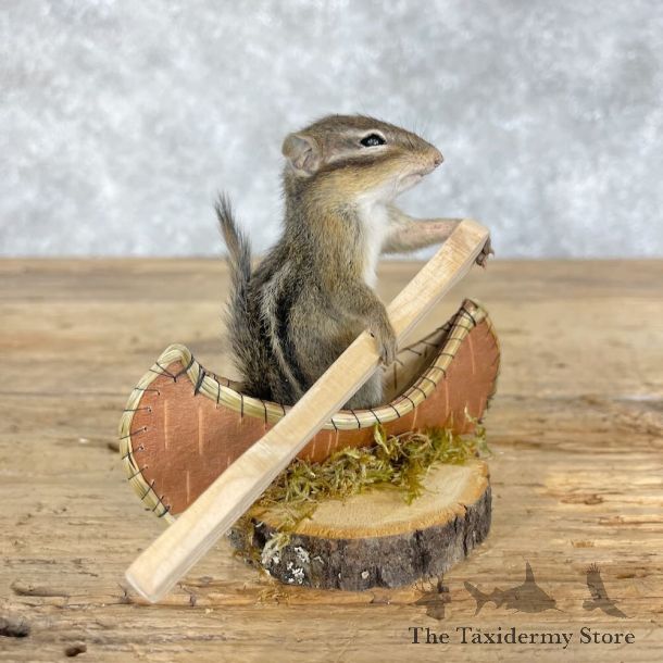 Novelty Chipmunk Mount For Sale #28646 - The Taxidermy Store