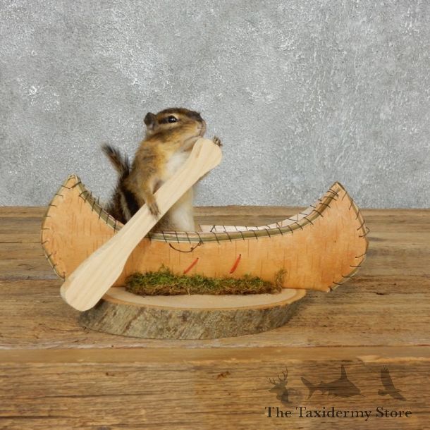 Canoe Chipmunk Novelty Mount For Sale #18174 @ The Taxidermy Store