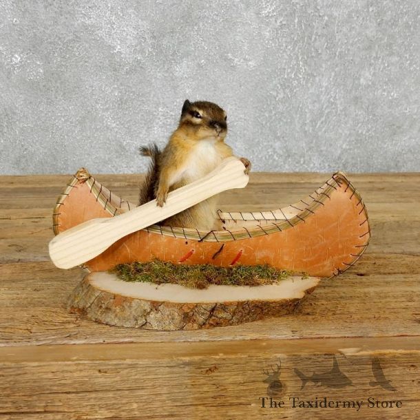 Canoe Chipmunk Novelty Mount For Sale #18175 @ The Taxidermy Store