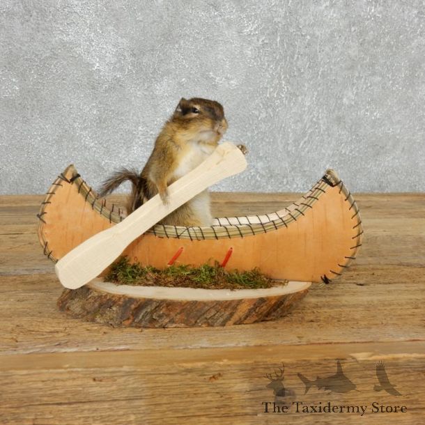 Canoe Chipmunk Novelty Mount For Sale #18176 @ The Taxidermy Store