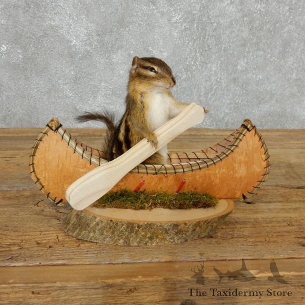 Canoe Chipmunk Novelty Mount For Sale #18178 @ The Taxidermy Store