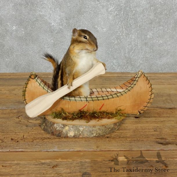 Canoe Chipmunk Novelty Mount For Sale #18179 @ The Taxidermy Store