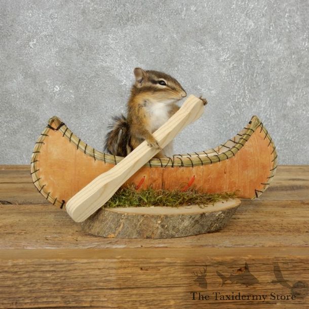 Canoe Chipmunk Novelty Mount For Sale #18180 @ The Taxidermy Store