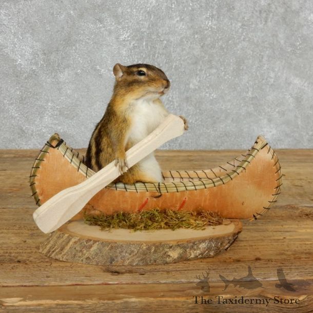Canoe Chipmunk Novelty Mount For Sale #18181 @ The Taxidermy Store