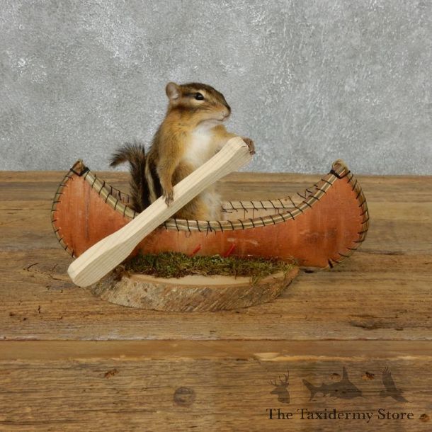 Canoe Chipmunk Novelty Mount For Sale #18182 @ The Taxidermy Store