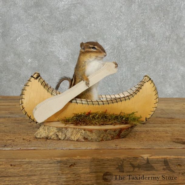 Canoe Chipmunk Novelty Mount For Sale #18183 @ The Taxidermy Store