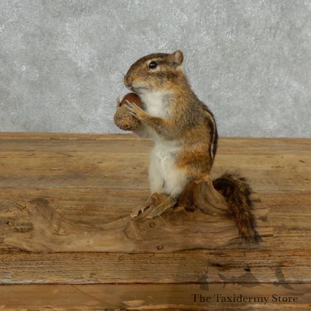 Chipmunk Life-Size Mount For Sale #18185 @ The Taxidermy Store