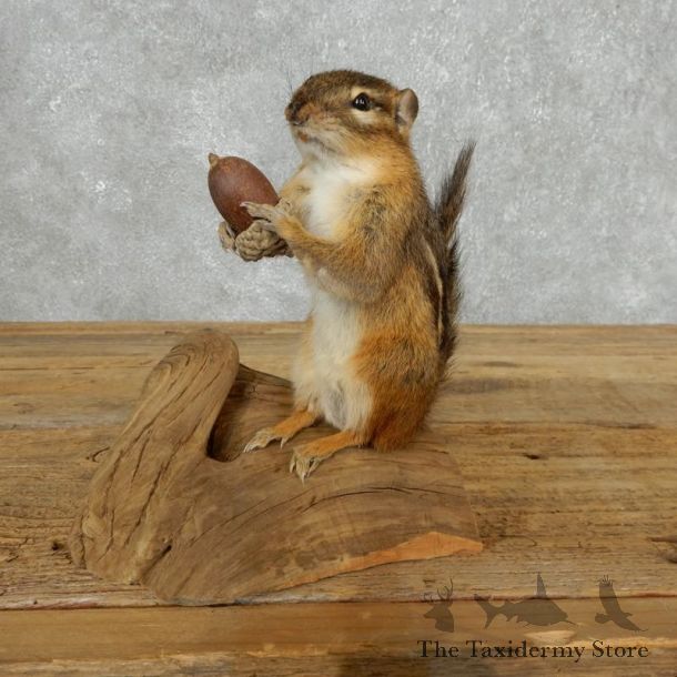 Chipmunk Life-Size Mount For Sale #18186 @ The Taxidermy Store