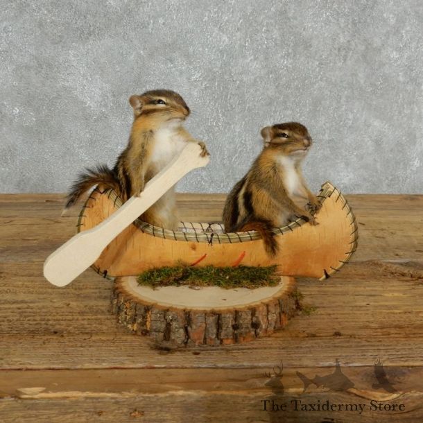 Canoeing  Chipmunks Novelty Mount For Sale #18172 @ The Taxidermy Store