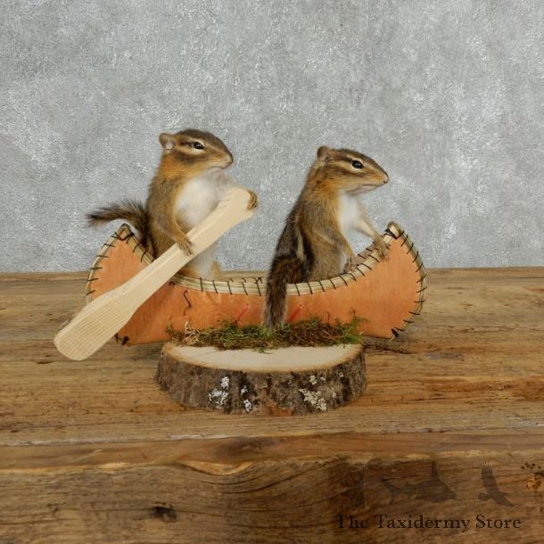 Canoeing  Chipmunks Novelty Mount For Sale #18171 @ The Taxidermy Store