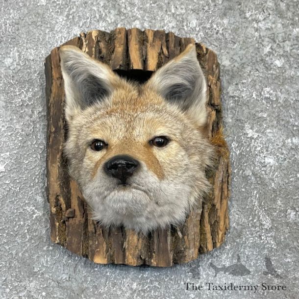 Novelty Coyote Cave Scene Mount For Sale #27397 @ The Taxidermy Store