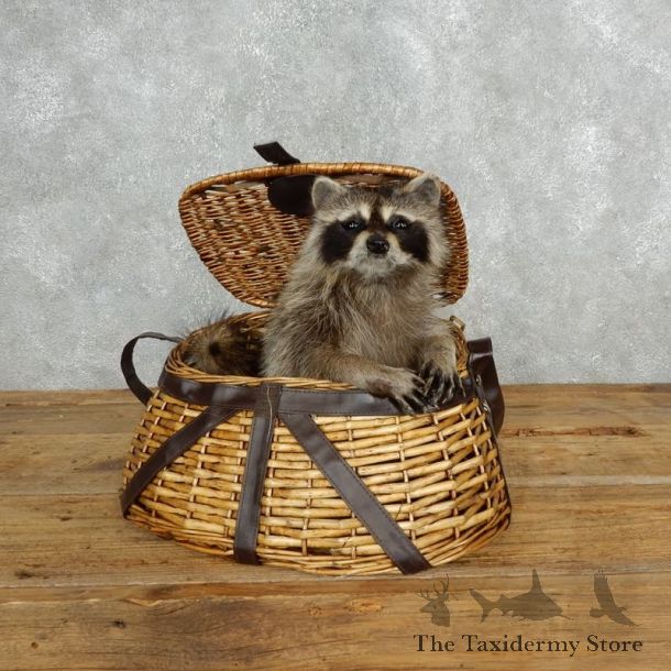 Creel Raccoon Mount For Sale #18133 @ The Taxidermy Store