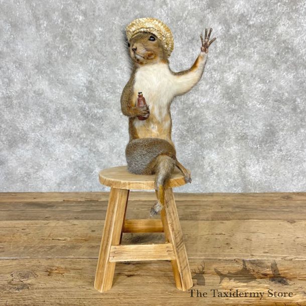 Novelty Fox Squirrel Mount For Sale #28573 @ The Taxidermy Store