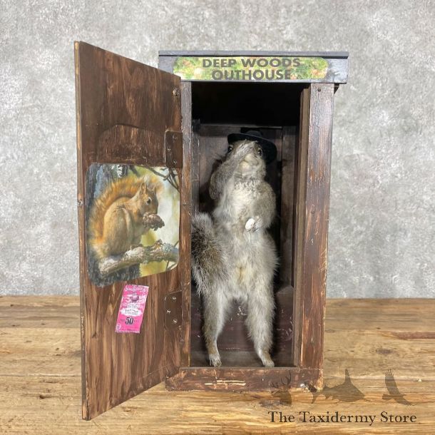 Novelty Gray Squirrel Mount For Sale #27002 @ The Taxidermy Store