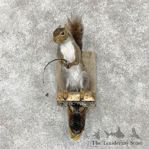 Novelty Gray Squirrel Taxidermy Mount For Sale #28572 @ The Taxidermy Store