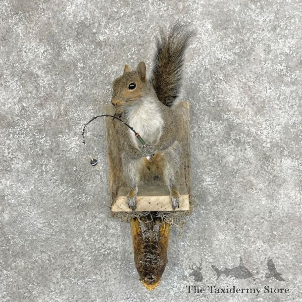 Novelty Gray Squirrel Taxidermy Mount For Sale #28727 @ The Taxidermy Store