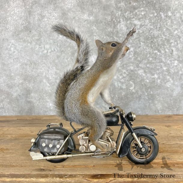 Novelty Grey Squirrel Mount For Sale #28039 @ The Taxidermy Store