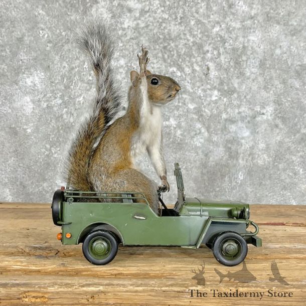 Novelty Grey Squirrel Mount For Sale #28047 @ The Taxidermy Store