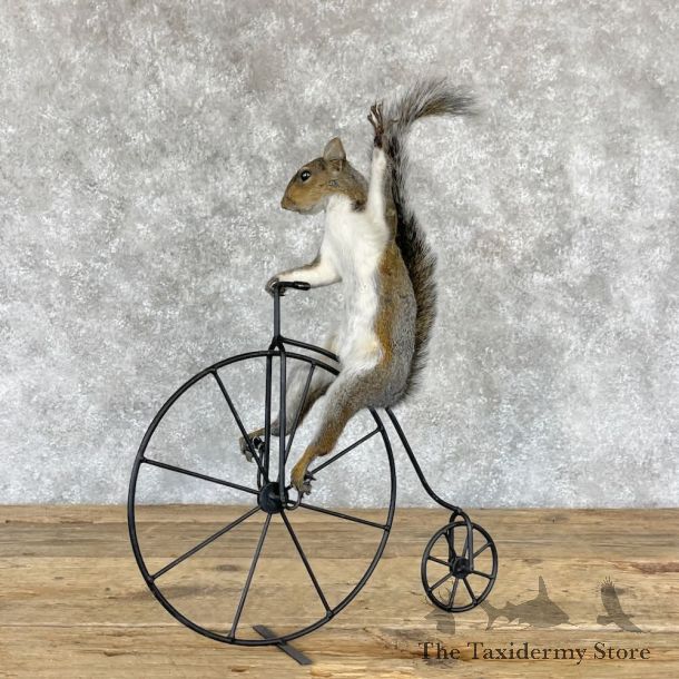 Novelty Grey Squirrel Mount For Sale #28217 @ The Taxidermy Store