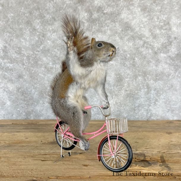 Novelty Grey Squirrel Mount For Sale #28218 @ The Taxidermy Store