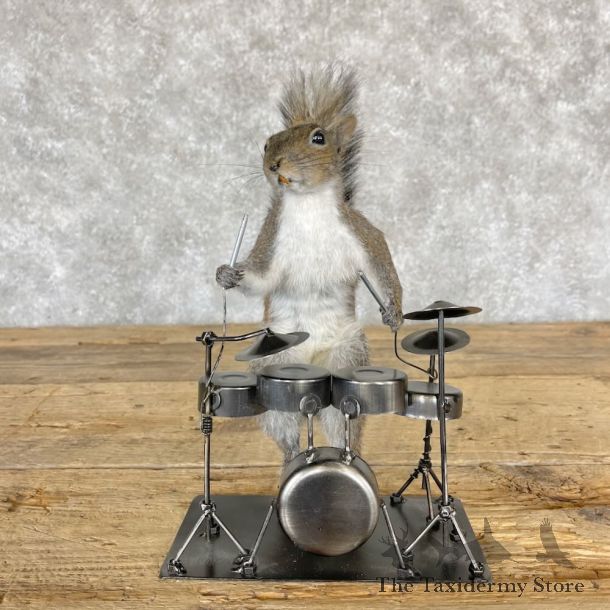 Novelty Grey Squirrel Mount For Sale #28220 @ The Taxidermy Store