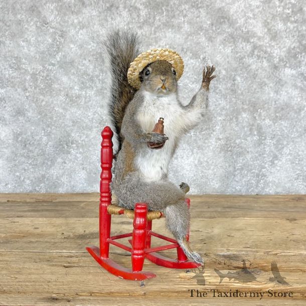 Novelty Grey Squirrel Mount For Sale #28222 @ The Taxidermy Store
