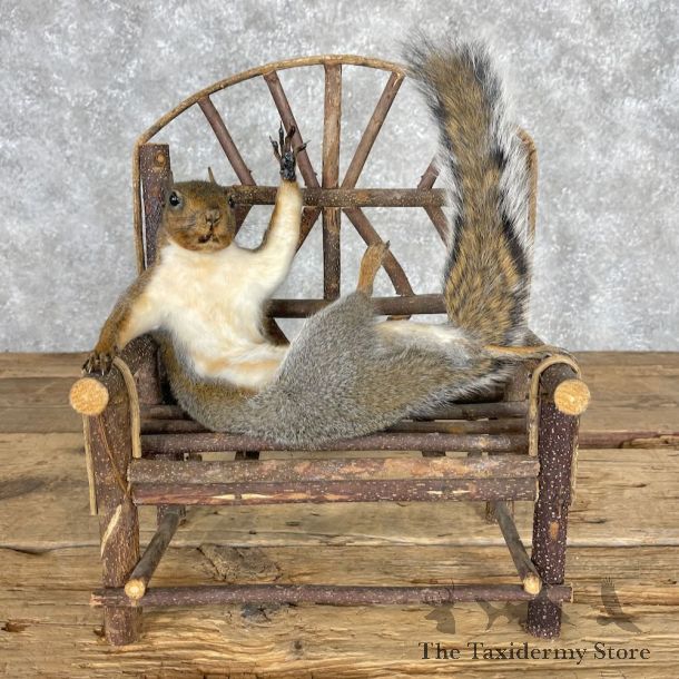 Novelty Grey Squirrel Mount For Sale #28356 @ The Taxidermy Store