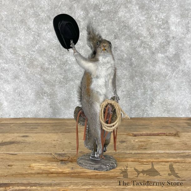 Novelty Grey Squirrel Mount For Sale #28360 @ The Taxidermy Store