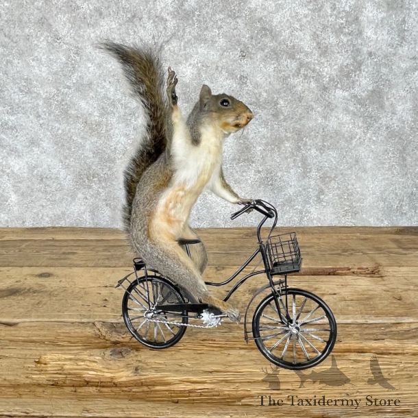 Novelty Grey Squirrel Mount For Sale #28361 @ The Taxidermy Store