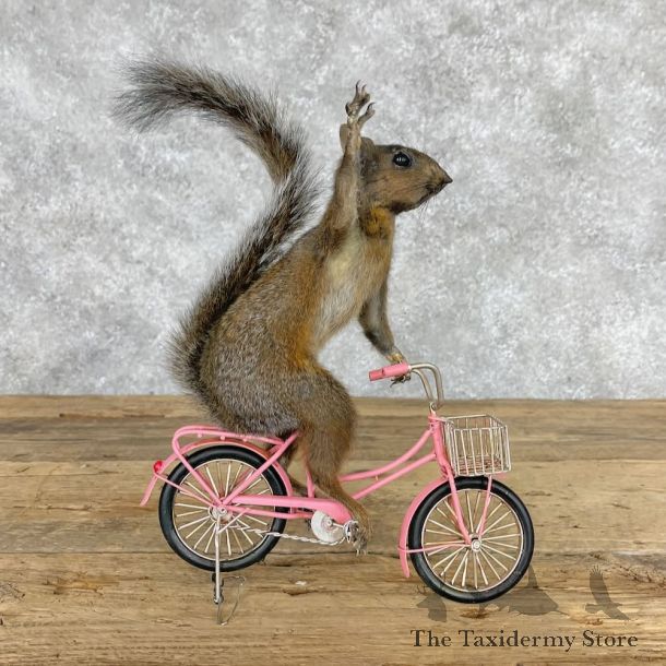 Novelty Grey Squirrel Mount For Sale #28362 @ The Taxidermy Store