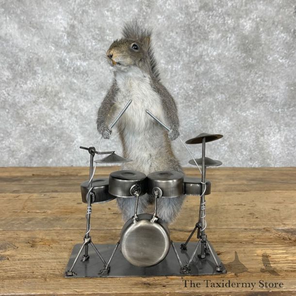 Novelty Grey Squirrel Mount For Sale #28366 @ The Taxidermy Store