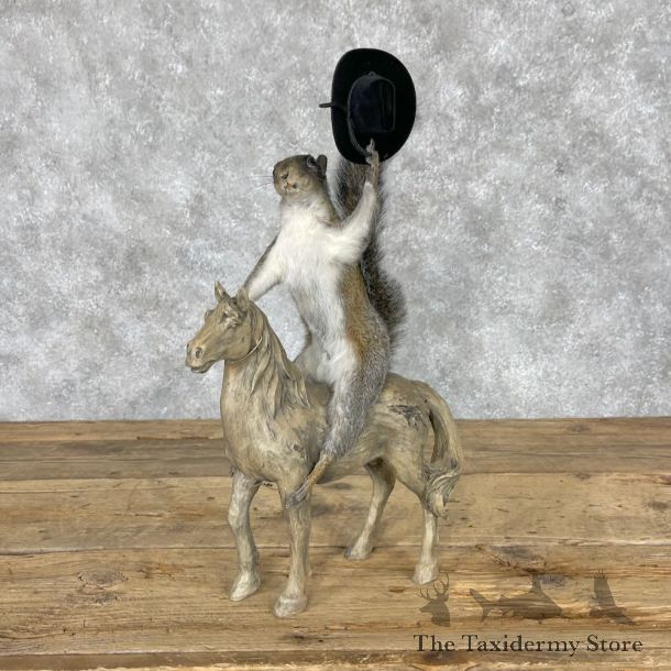 Novelty Grey Squirrel Mount For Sale #28369 @ The Taxidermy Store