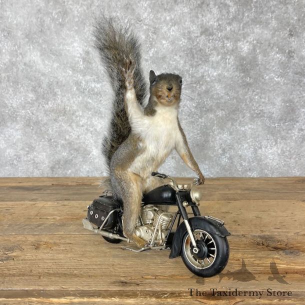 Novelty Grey Squirrel Mount For Sale #28370 @ The Taxidermy Store