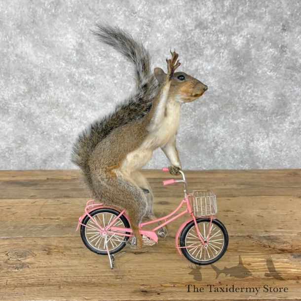 Novelty Grey Squirrel Mount For Sale #28371 @ The Taxidermy Store