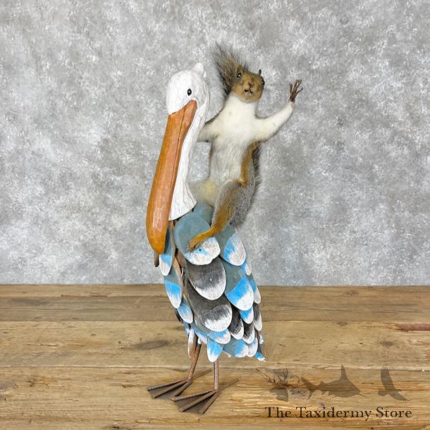 Novelty Grey Squirrel Mount For Sale #28372 @ The Taxidermy Store