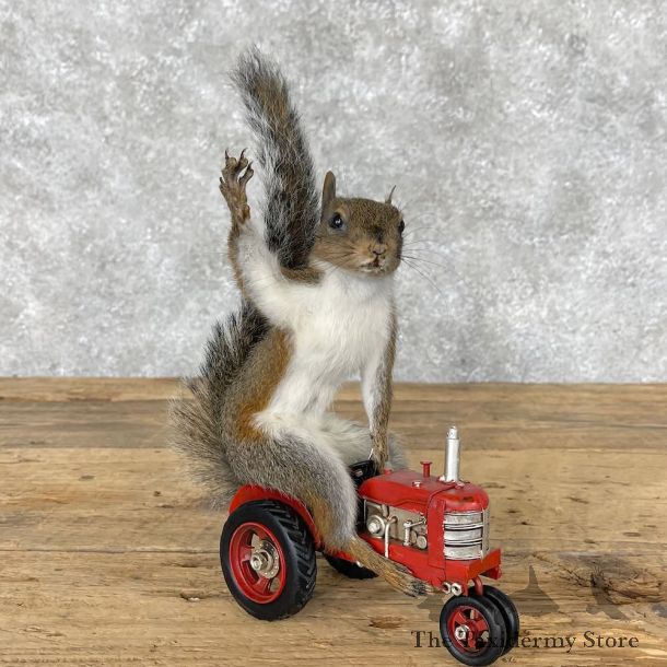 Novelty Grey Squirrel Mount For Sale #28394 @ The Taxidermy Store