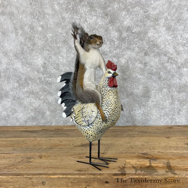 Novelty Grey Squirrel Mount For Sale #28395 @ The Taxidermy Store