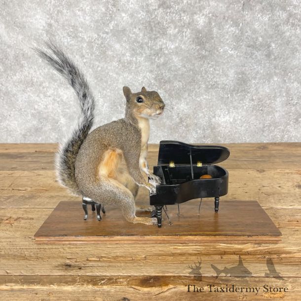 Novelty Grey Squirrel Mount For Sale #28629 @ The Taxidermy Store