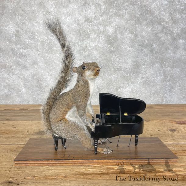 Novelty Grey Squirrel Mount For Sale #28630 @ The Taxidermy Store