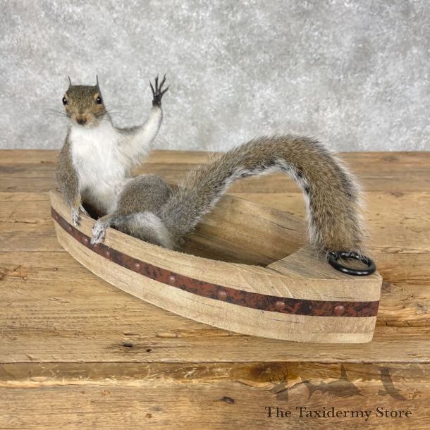 Novelty Grey Squirrel Mount For Sale #28631 @ The Taxidermy Store